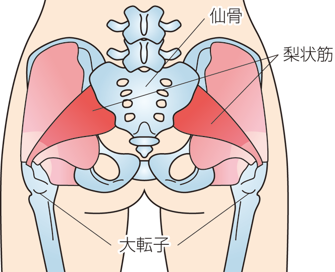 おしり の 筋肉 痛